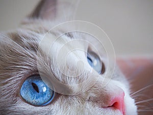 Close up blue eyes Ragdoll cat.