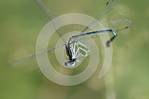 Close-up of a blue feather dragonfly caught in a spider web. The wings and body are twisted. The eyes are open and look at the