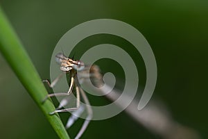 Close-up of a blue feathered dragonfly perched on a green stem. The insect faces the viewer frontally and looks up.