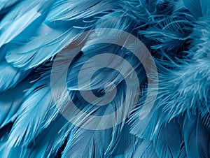 Close-up of blue feathers with soft texture