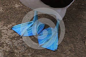 Close up of the blue feet from a blue footed booby showing the feathers in detail