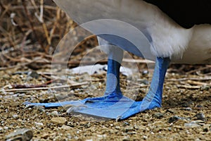 A close up of the blue feet of a blue-footed booby, Sula nebouxii