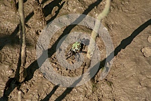 Close up of Blue Fiddler Crab or Ghost crab walking on mudflats in mangrove forest during low tide, Tanjung Piai National Park, Ma