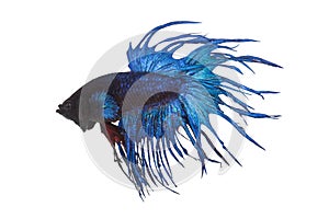 Close up blue fight fish on white background