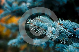 Close-up of blue fir tree branches. Nature background
