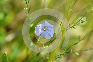 Close up of blue flax seed flower in linseed garden. Flaxseed herbal bloom. Selective focus photo