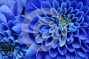 Close up of blue flower