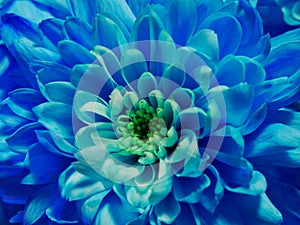 Close up of blue flower chrysanthemum, macro blossom