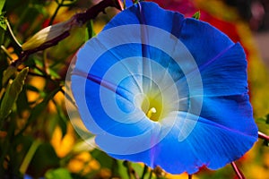 Close up Blue flower in garden