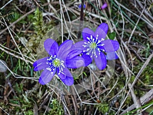 Close up of blue flower Hepatica nobilis or liverleaf