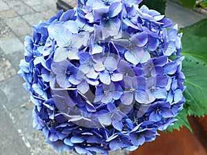 Close-up of the blue flower hydrangea macrophylla or hydrangea ardorescens