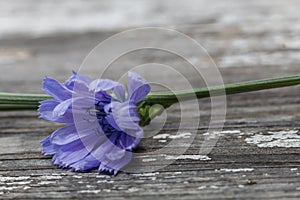 Close Up Blue Flower on Wooden Floor