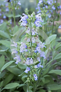 Close-up of blue flowering common garden sage Salvia officinalis with many blossoms in the foreground and background outdoors in