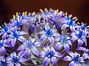 Close up of blue flowers