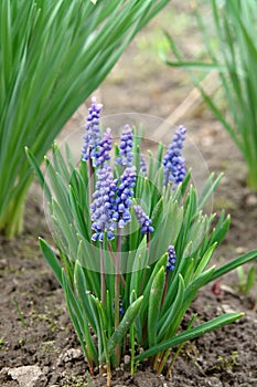 A close up of blue flowers of Armenian grape hyacinth (Muscari armeniacum)