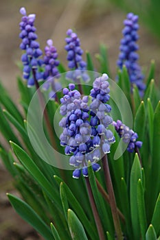 A close up of blue flowers of Armenian grape hyacinth Muscari armeniacum