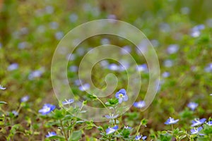 Close up of blue flowers of corn speedwell with selective focus and copy space, also called veronica arvensis or Feld Ehrenpreis