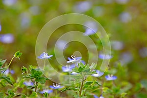 Close up of blue flowers of corn speedwell with selective focus and copy space, also called veronica arvensis or Feld Ehrenpreis