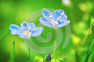 Close-up of blue flowers of a field plant Veronica filiformis