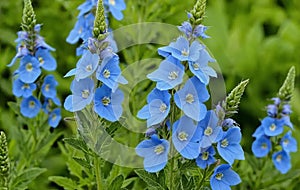 Vibrant Blue Speedwell Flowers in Bloom