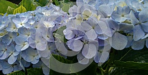 Close up on blue flowers Hydrangea macrophylla.