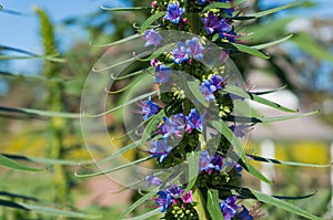 Close up of blue flowers of Liatris Spicata or Dense Blazing Star plant