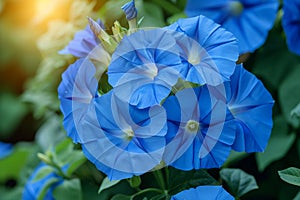 A close up of blue flowers in the sun