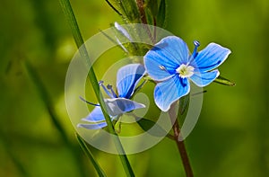 Close-up of blue flowers of Veronica filiformis among the grass. During the day from a low angle