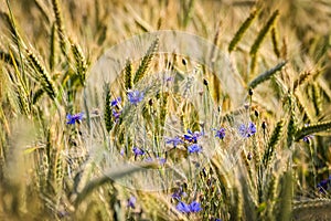 Close up of blue flowers in a wheat field in the setting sun