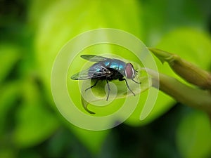 close up of a blue fly perched on a leaf