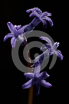 Close-up of blue geacinth flower with dew drops on black background