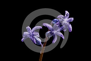Close-up of blue geacinth flower with dew drops on black background
