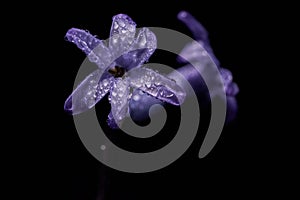 Close-up of blue geacinth flower with dew drops on dark background