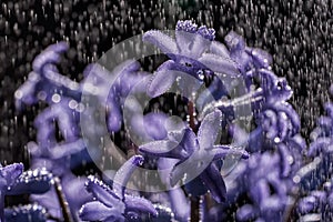 Close-up of blue geacinth flower in the rain on black background