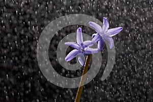 Close-up of blue geacinth flower under raindrops on black background