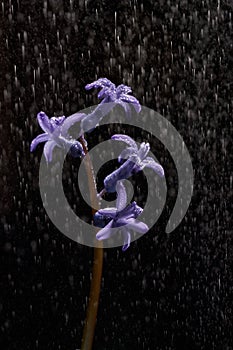 Close-up of blue geacinth flower under raindrops on black background