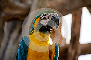 close up of a blue and gold macaw