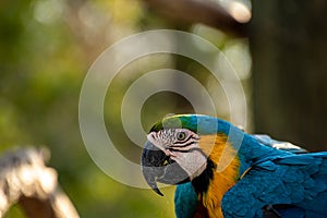 Close up of a blue and gold macaw