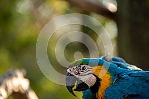 Close up of a blue and gold macaw