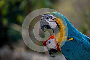 Close up of a blue and gold macaw