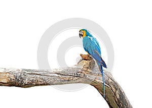 Close up Blue and Gold Macaw Perched on Branch Isolated on White Background with Copy Space and Clipping Path