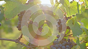 Close-up of a blue grape hanging in a vineyard in sunny autumn