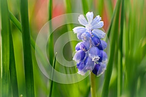 close-up of blue grape hyacinth against green background