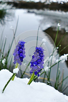 Close-up of a blue grape hyacinth blossom covered in snow