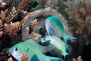 Close up of Blue-green Chromis fish