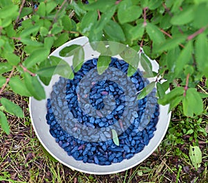 Close up of blue honeysuckle berry in bowl on the grass