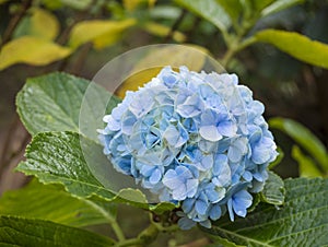 Close up Blue hydrangea flower or Hydrangea macrophylla with green leaves, selective focus