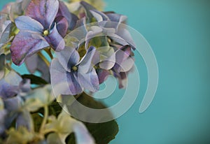 Close-up of a blue hydrangea plant