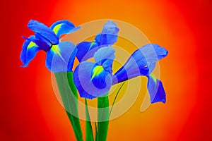 Close up of blue iris flowers on colorful abstract gradient background