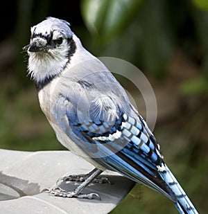 Close-Up of Blue Jay